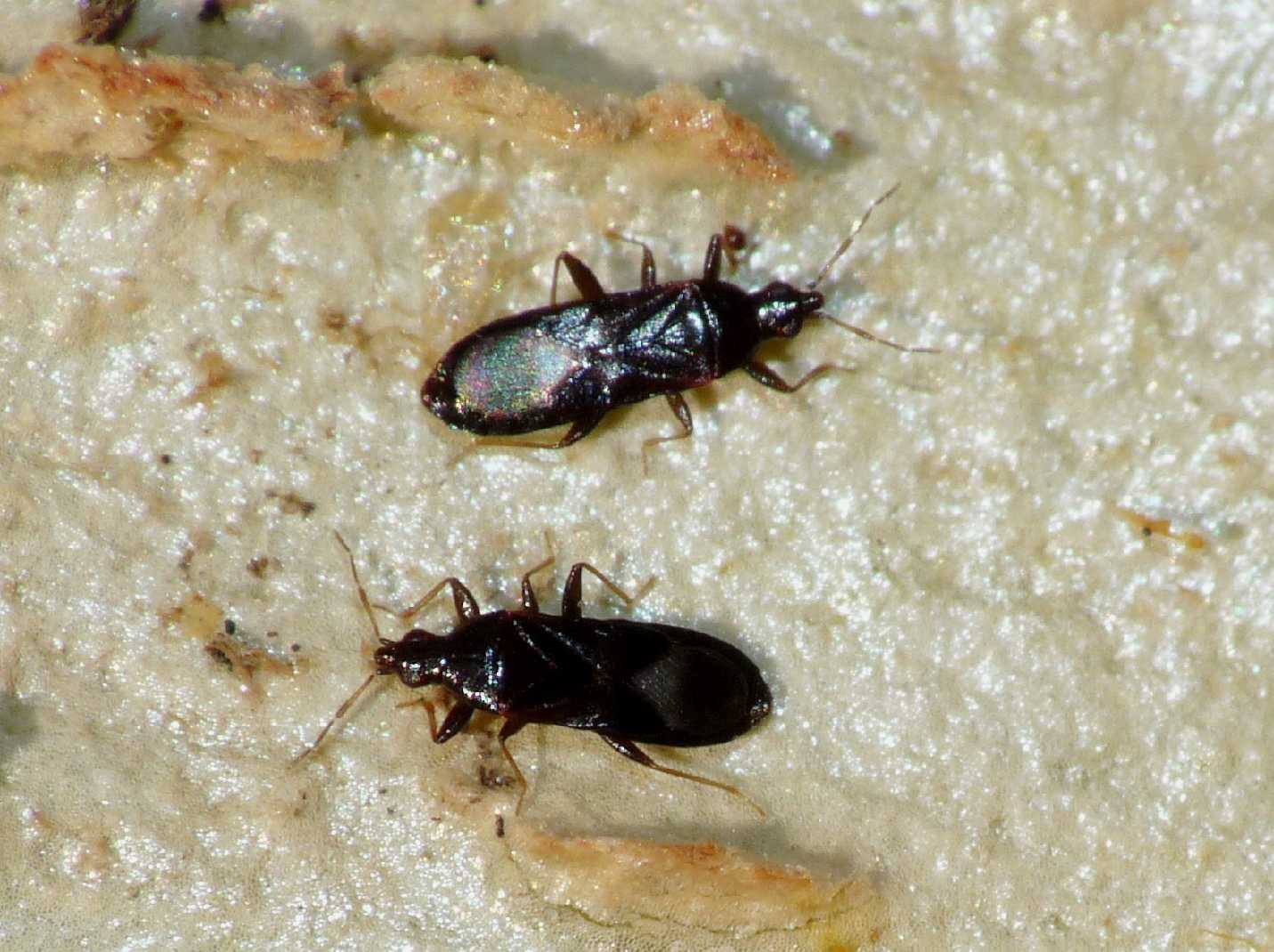 Anthocoridae: Dufouriellus ater del Lazio (Rm)